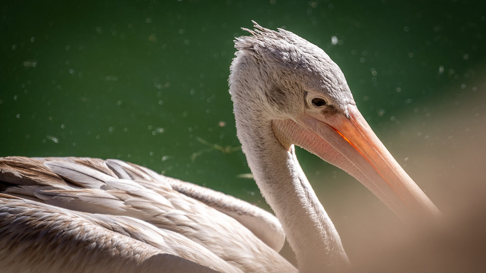 Pink-backed Pelican