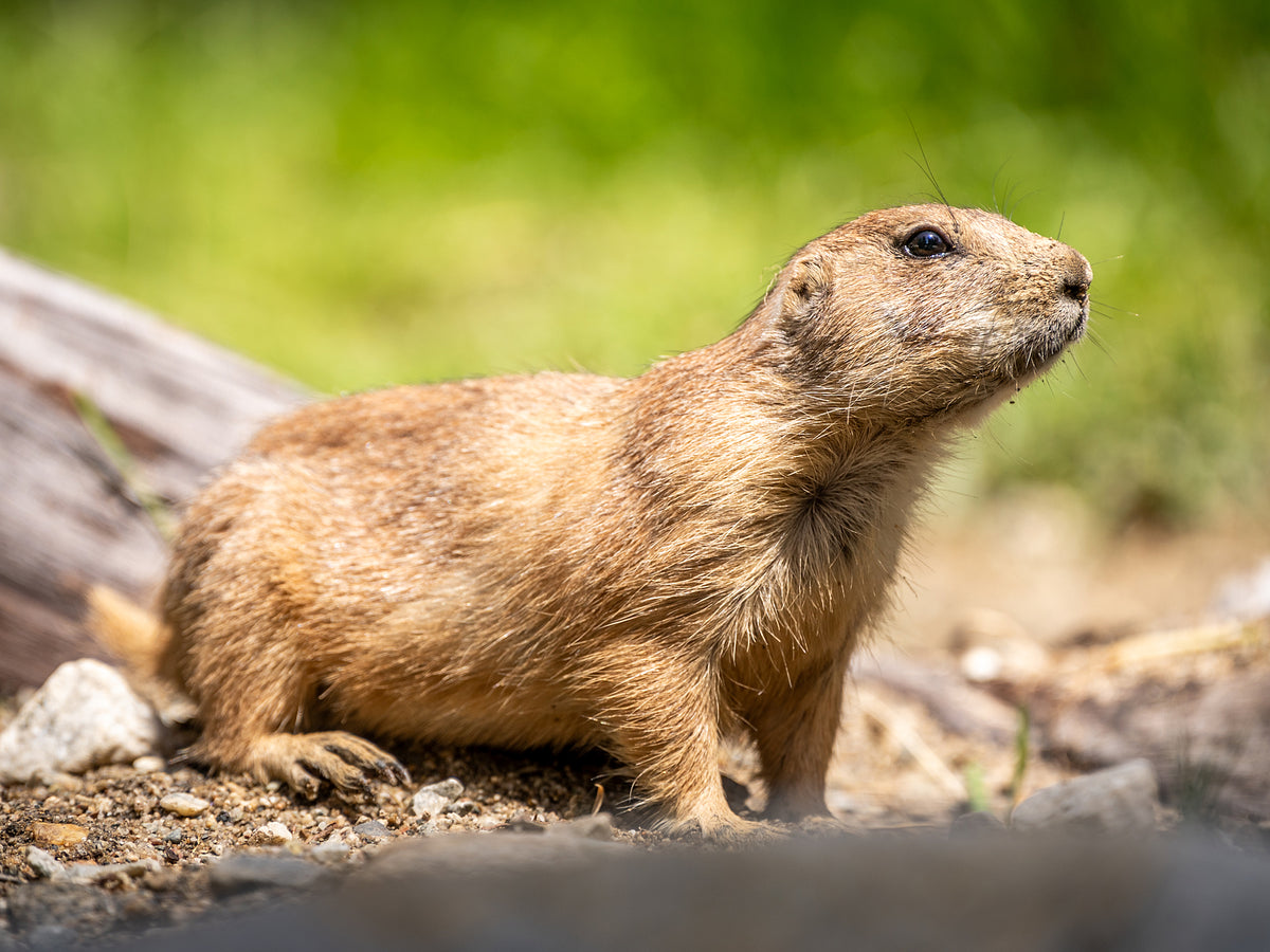 Prairie Dog