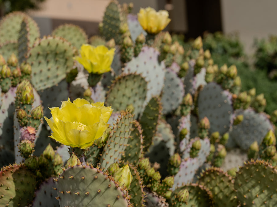 Prickly Pear Cactus