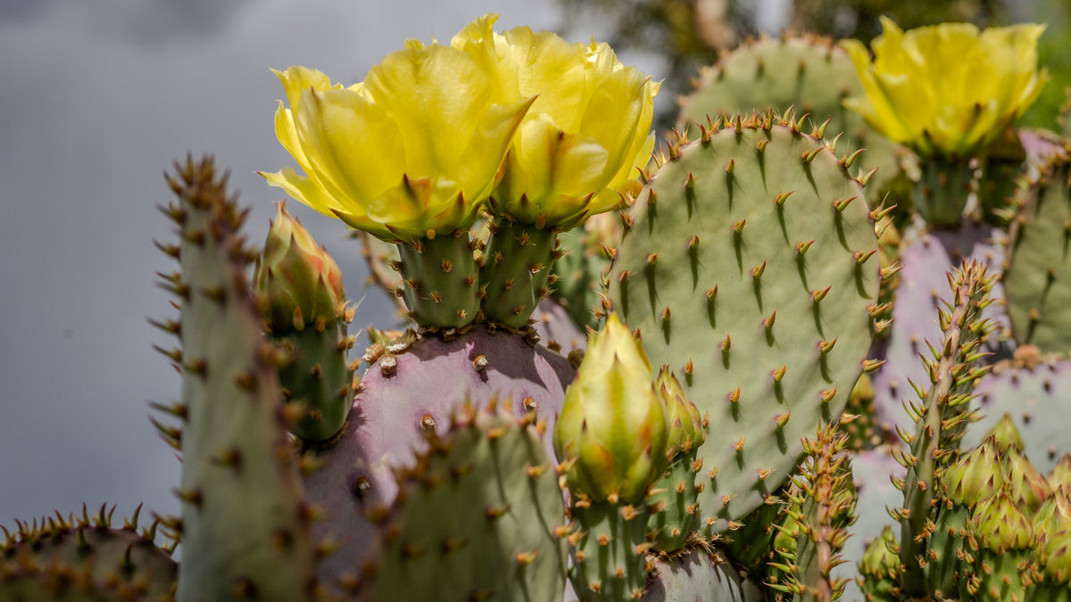 Prickly Pear Cactus