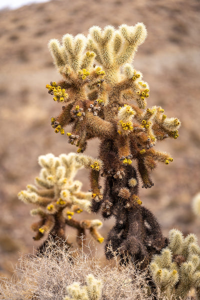Teddy bear cholla cactus beside the Randall Henderson Loop in Palm Desert