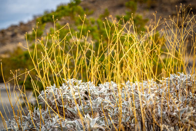Yellow-green desert stems growing among pale shrubs along the Randall Henderson Loop