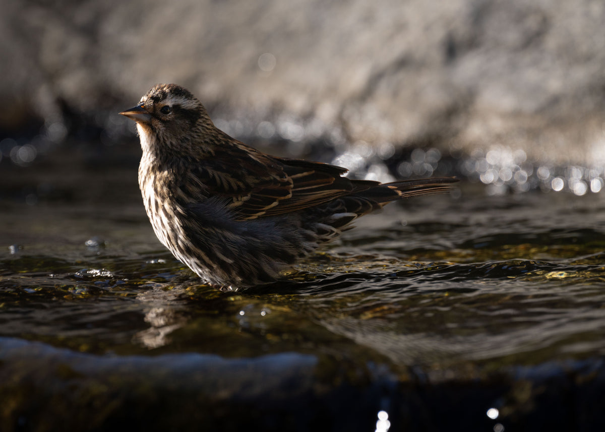 Red-winged Blackbird