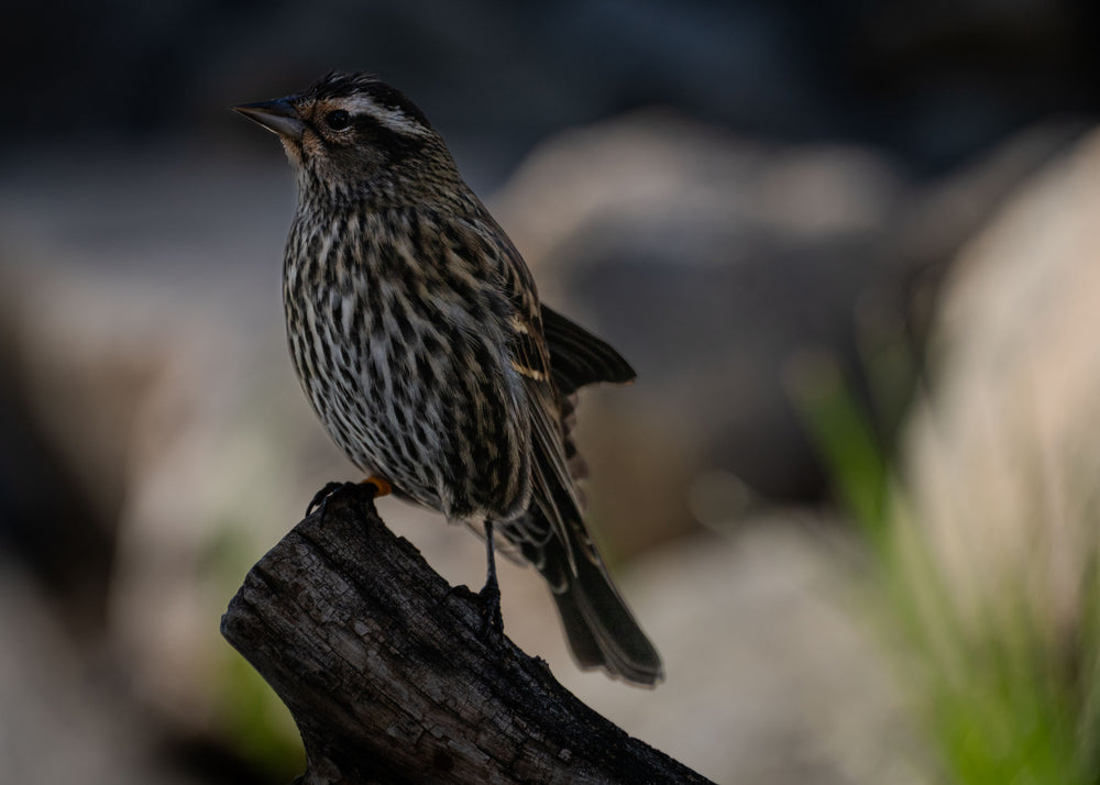 Red-winged Blackbird