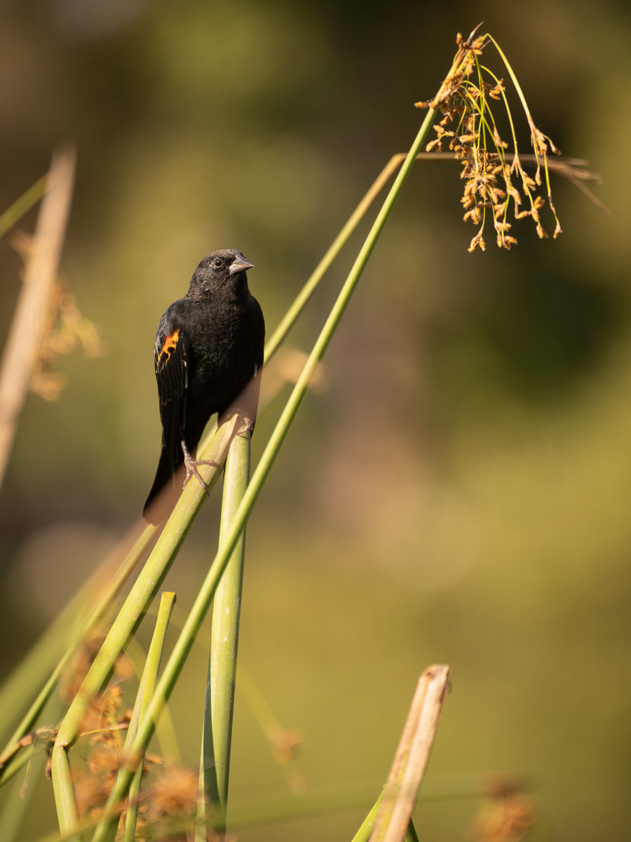 Red-winged Blackbird