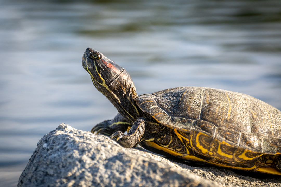 Red-eared Slider