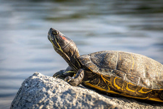 Red-eared Slider