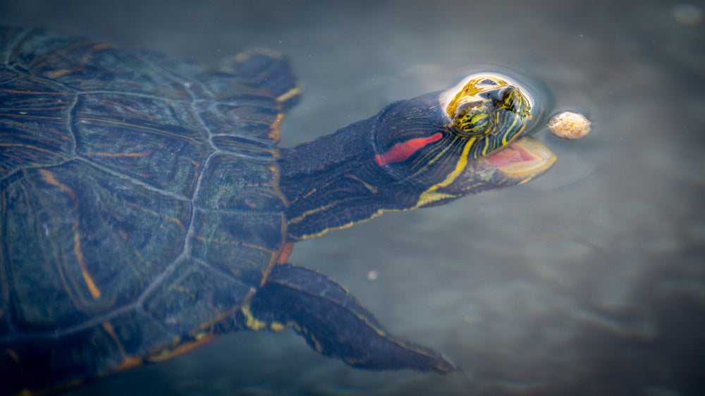 Red-eared Slider