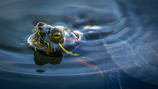 Red-eared Slider