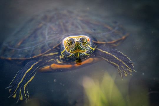 Red-eared Slider