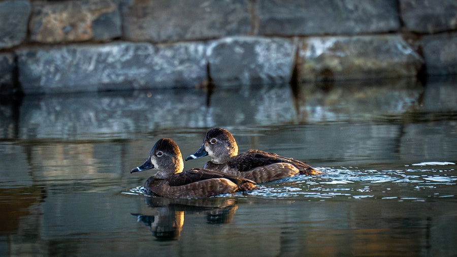 Ring-necked Duck