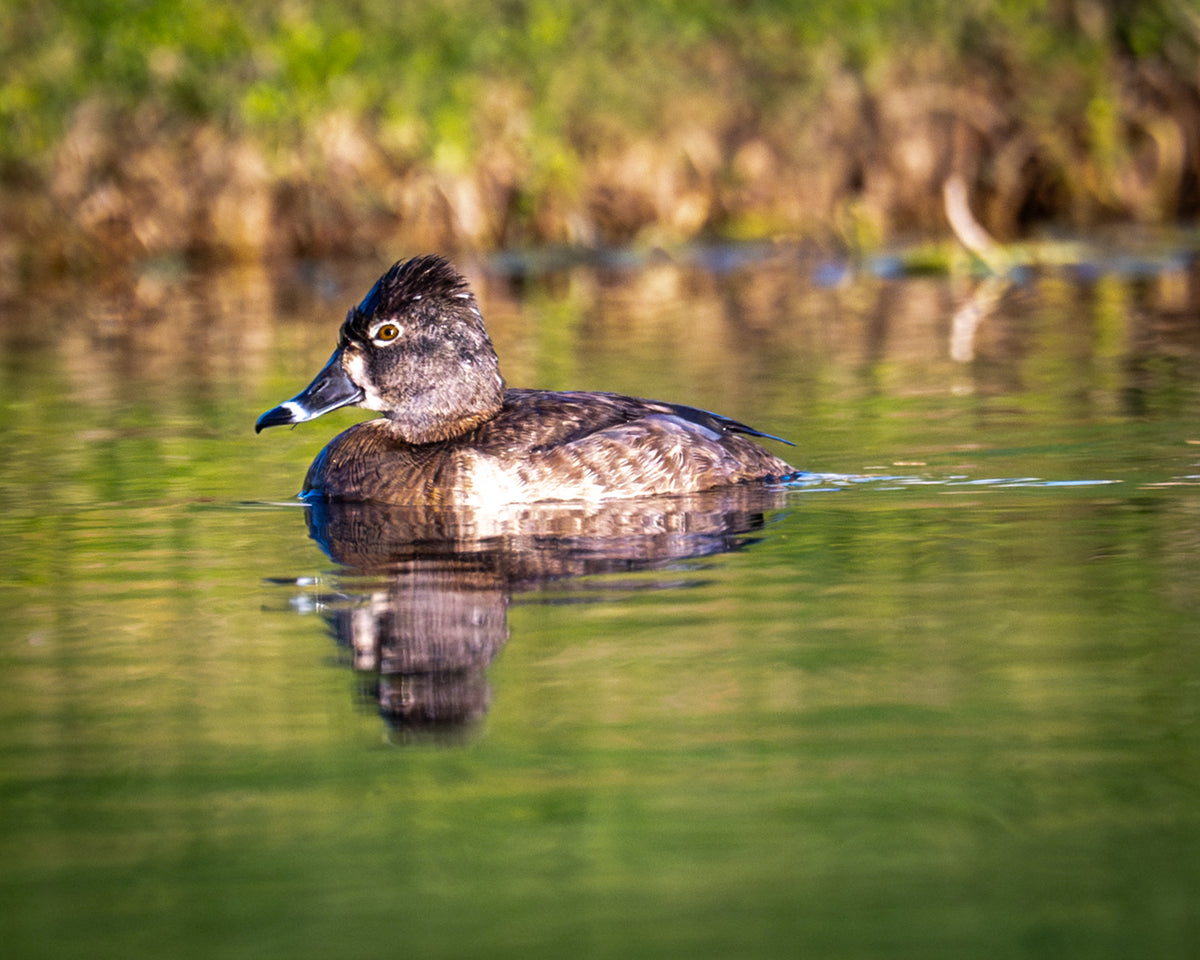 Ring-necked Duck