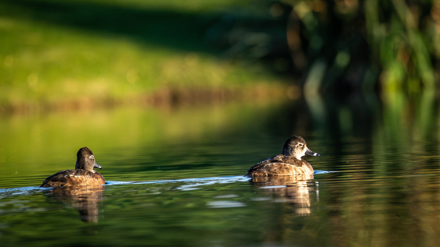 Ring-necked Duck