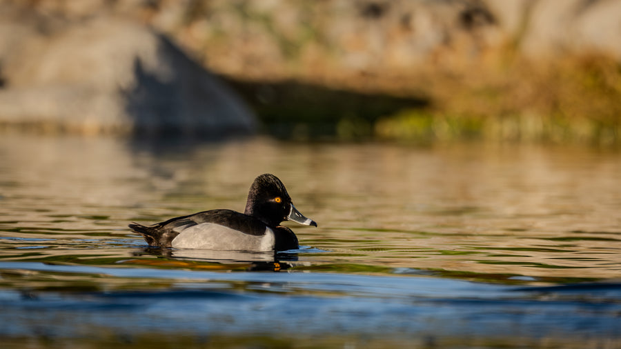 Ring-necked Duck