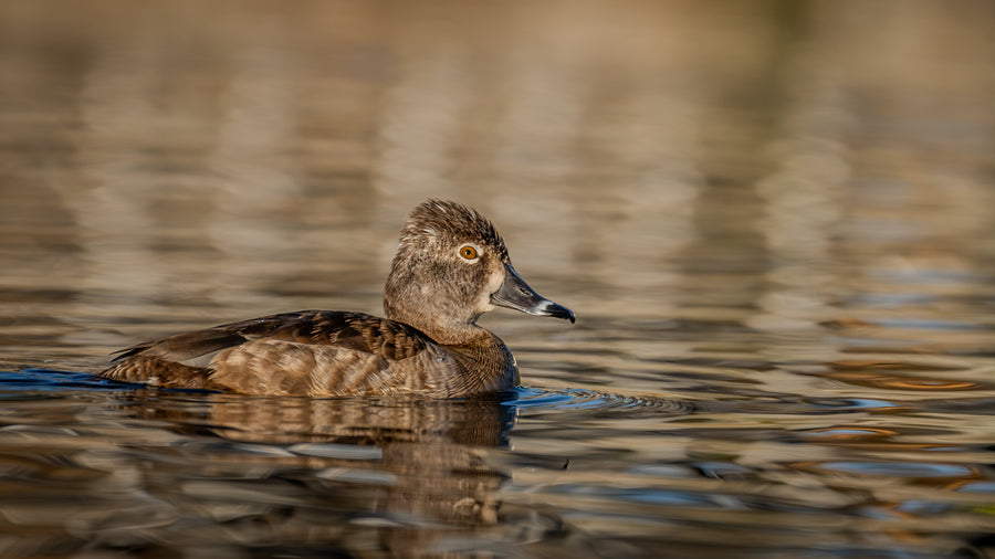 Ring-necked Duck
