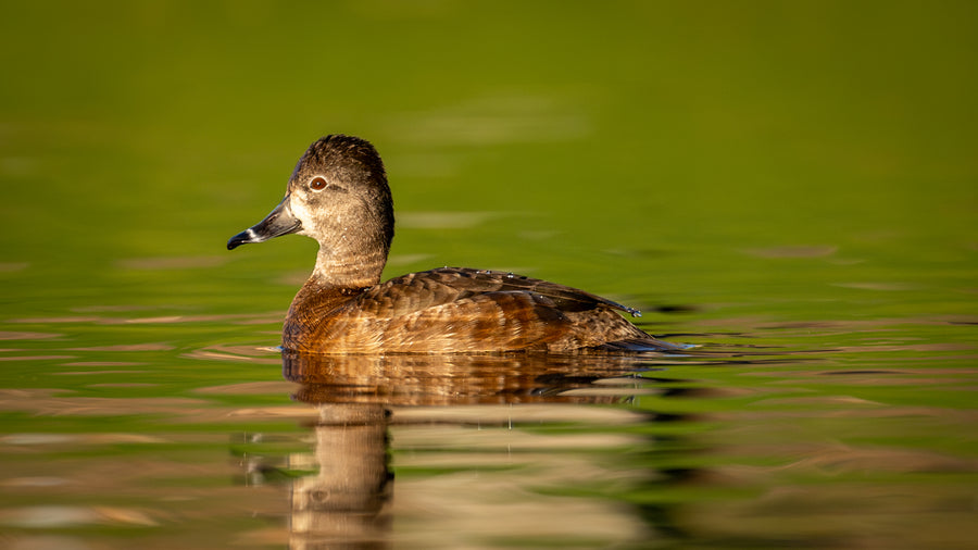 Ring-necked Duck