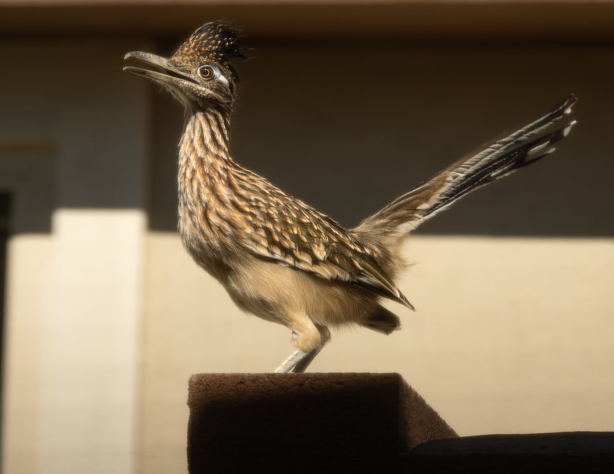 Greater Roadrunner