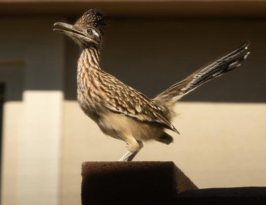 Greater Roadrunner