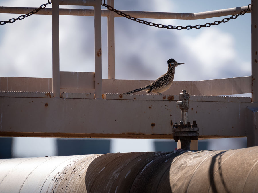 Greater Roadrunner