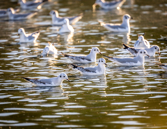 Bonaparte’s Gull