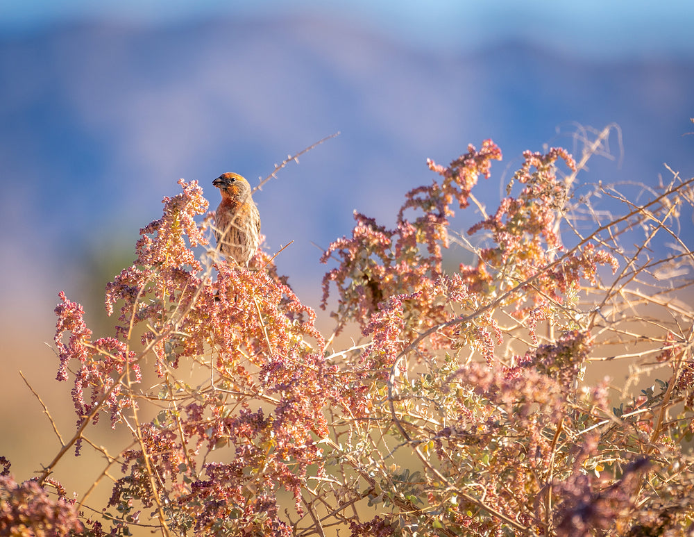 House Finch