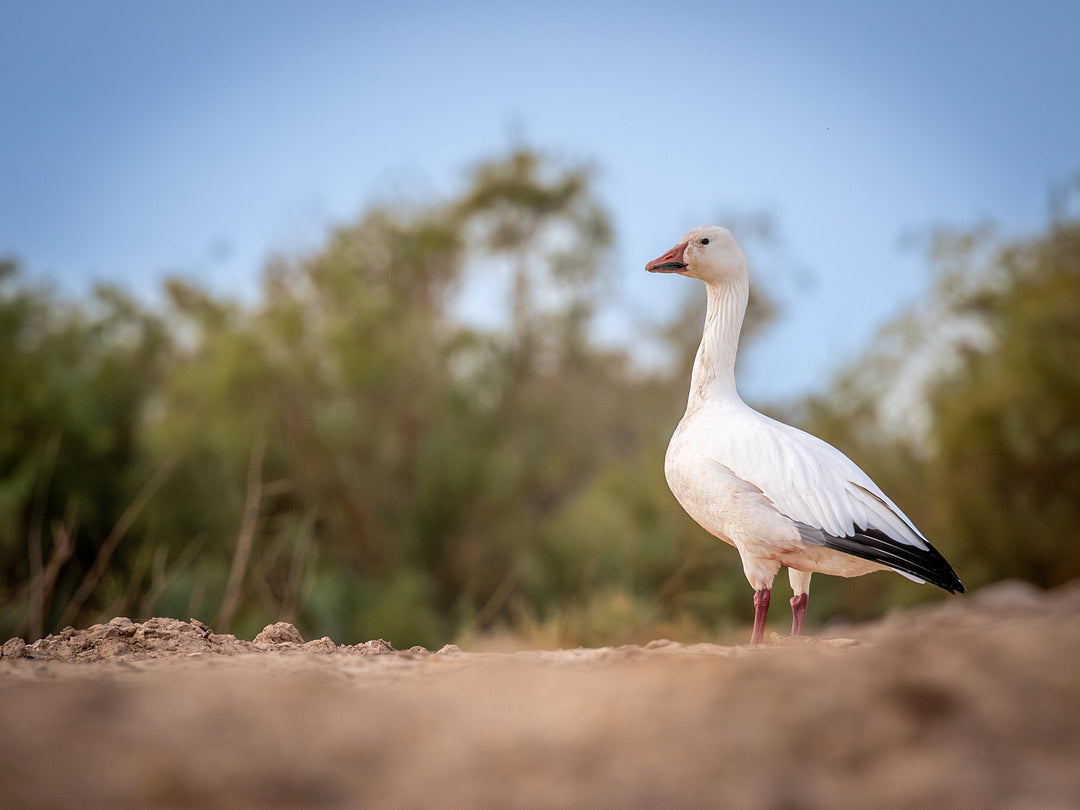 snow geese walking around at the Salton Sea, CA.