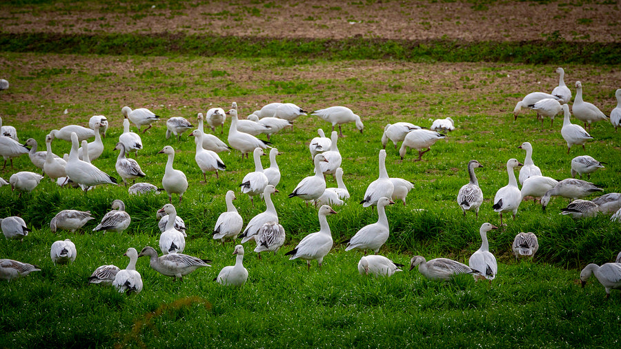 Snow Geese