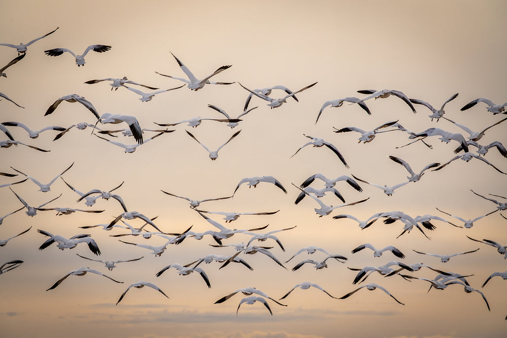 Snow Geese