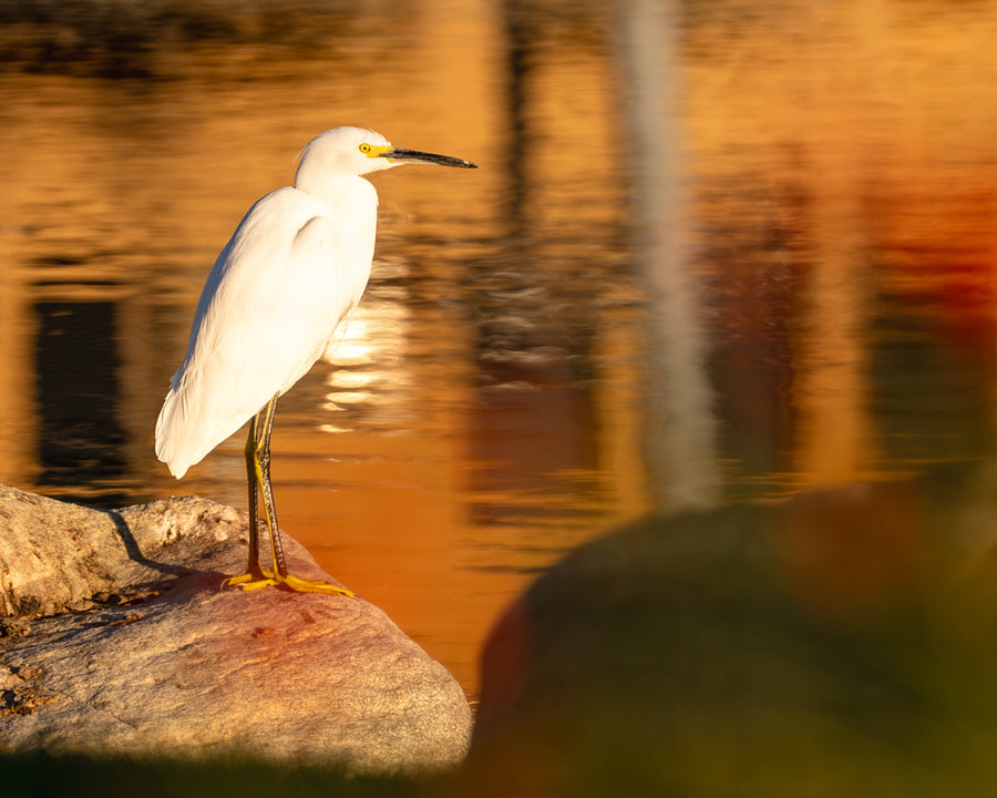 Snowy Egret
