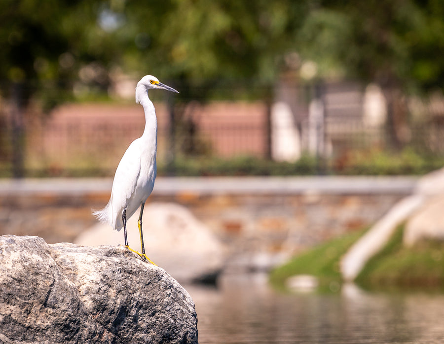 Snowy Egret