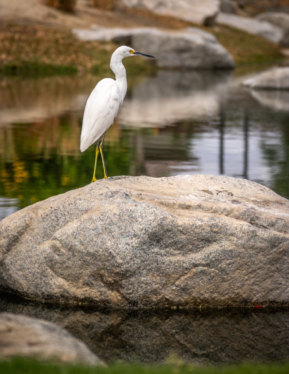 Snowy Egret