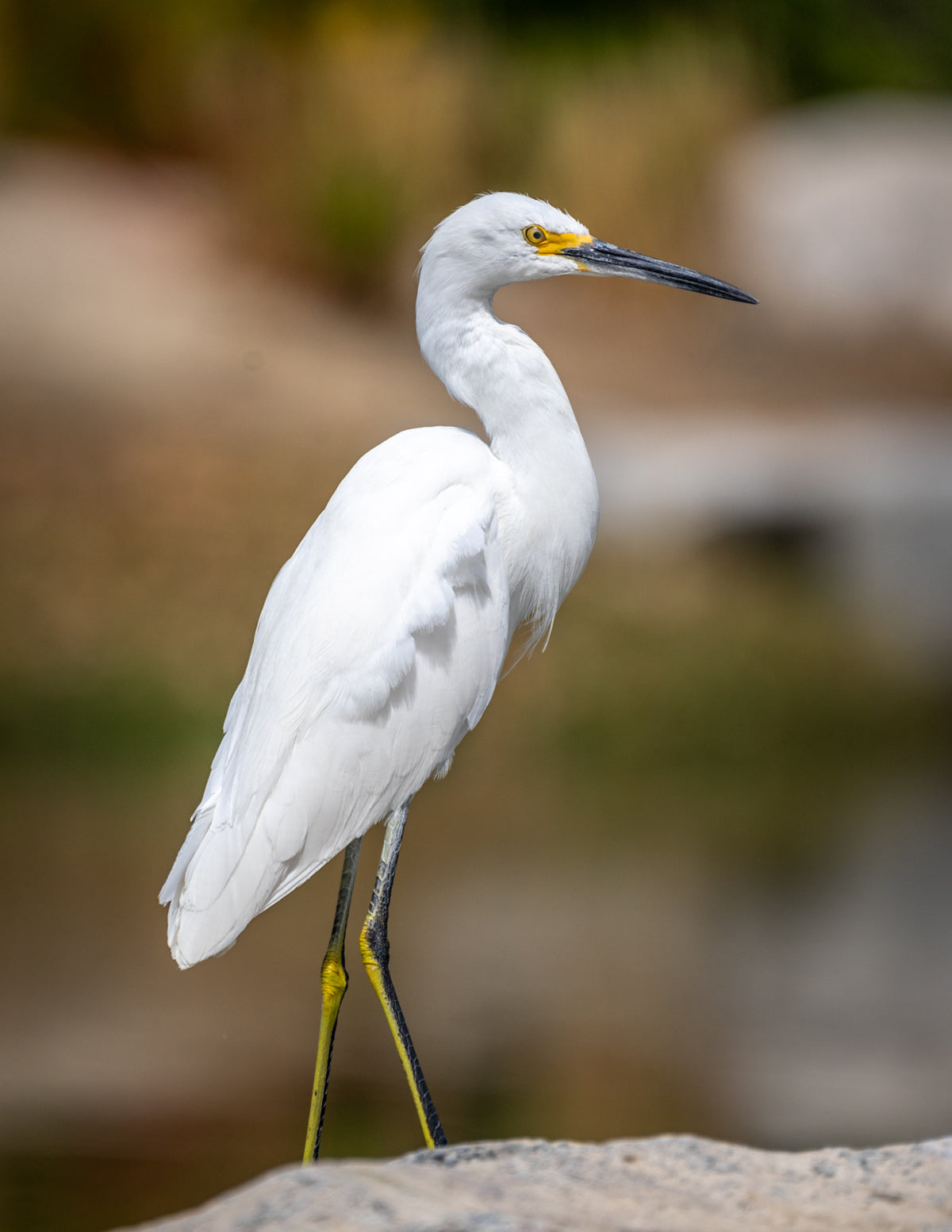 Snowy Egret