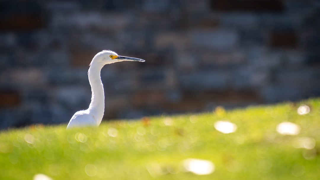 Snowy Egret