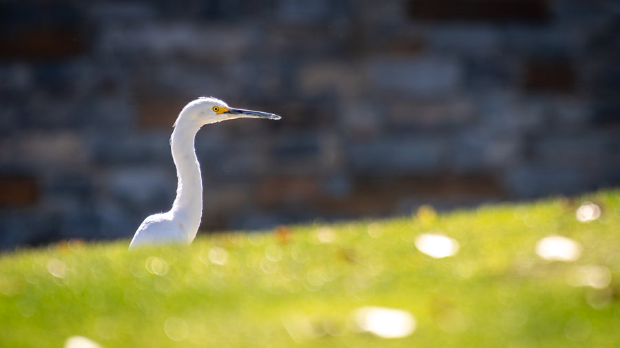 Snowy Egret
