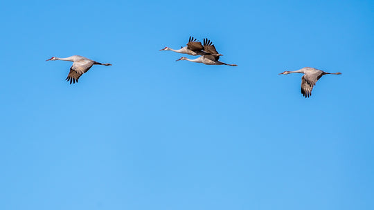 Sandhill Crane