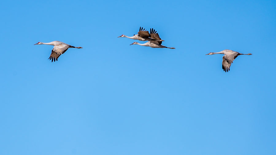 Sandhill Crane