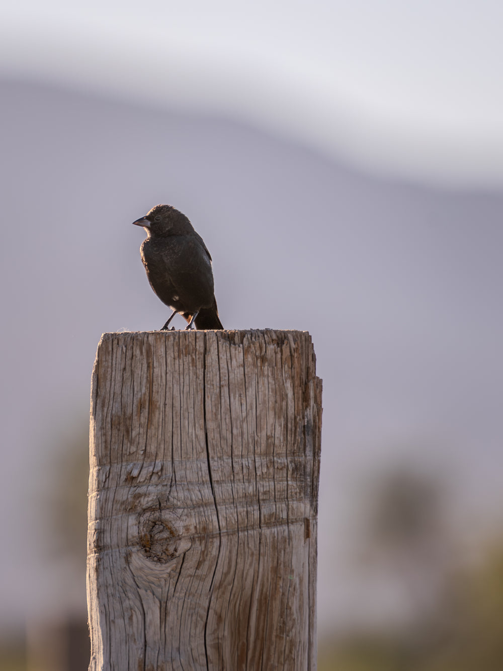 European Starling