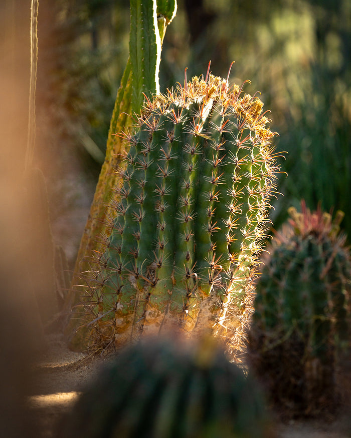 Golden Barrel Cactus