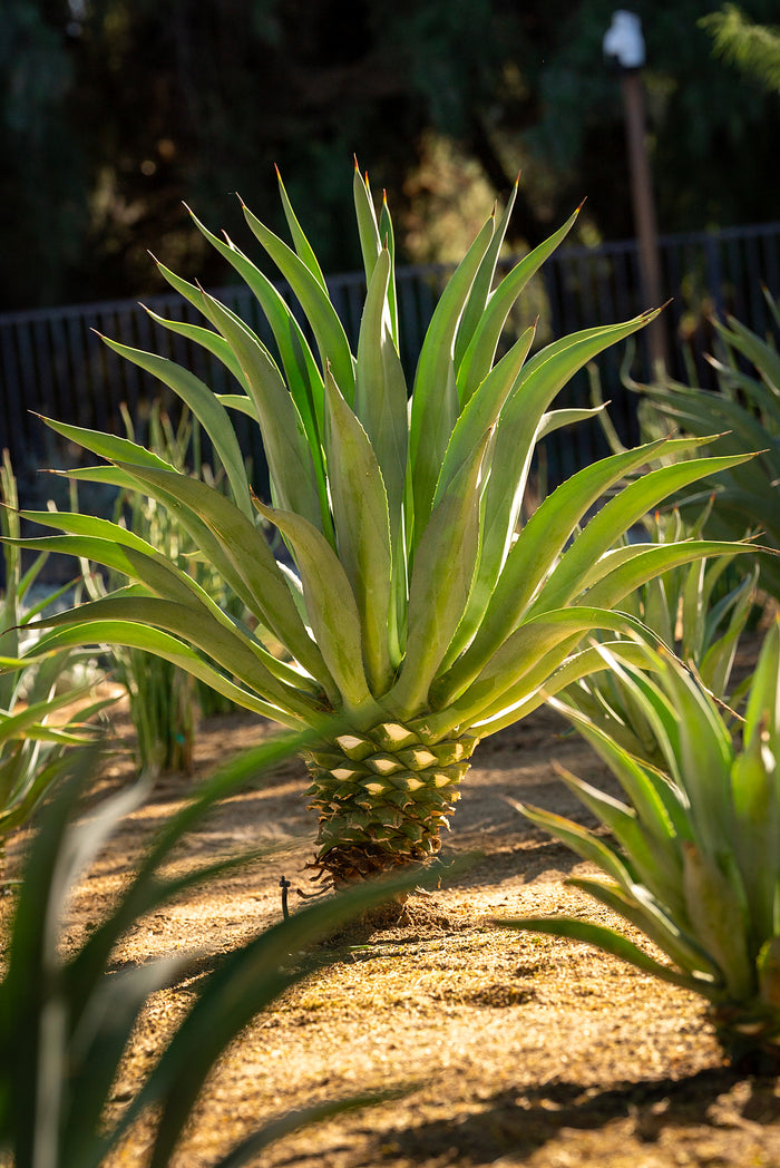 Agave Tequilana (Blue Agave)