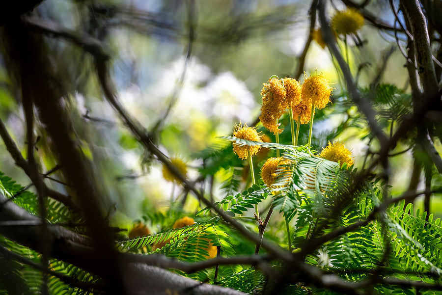 Sweet Acacia (Acacia farnesiana)