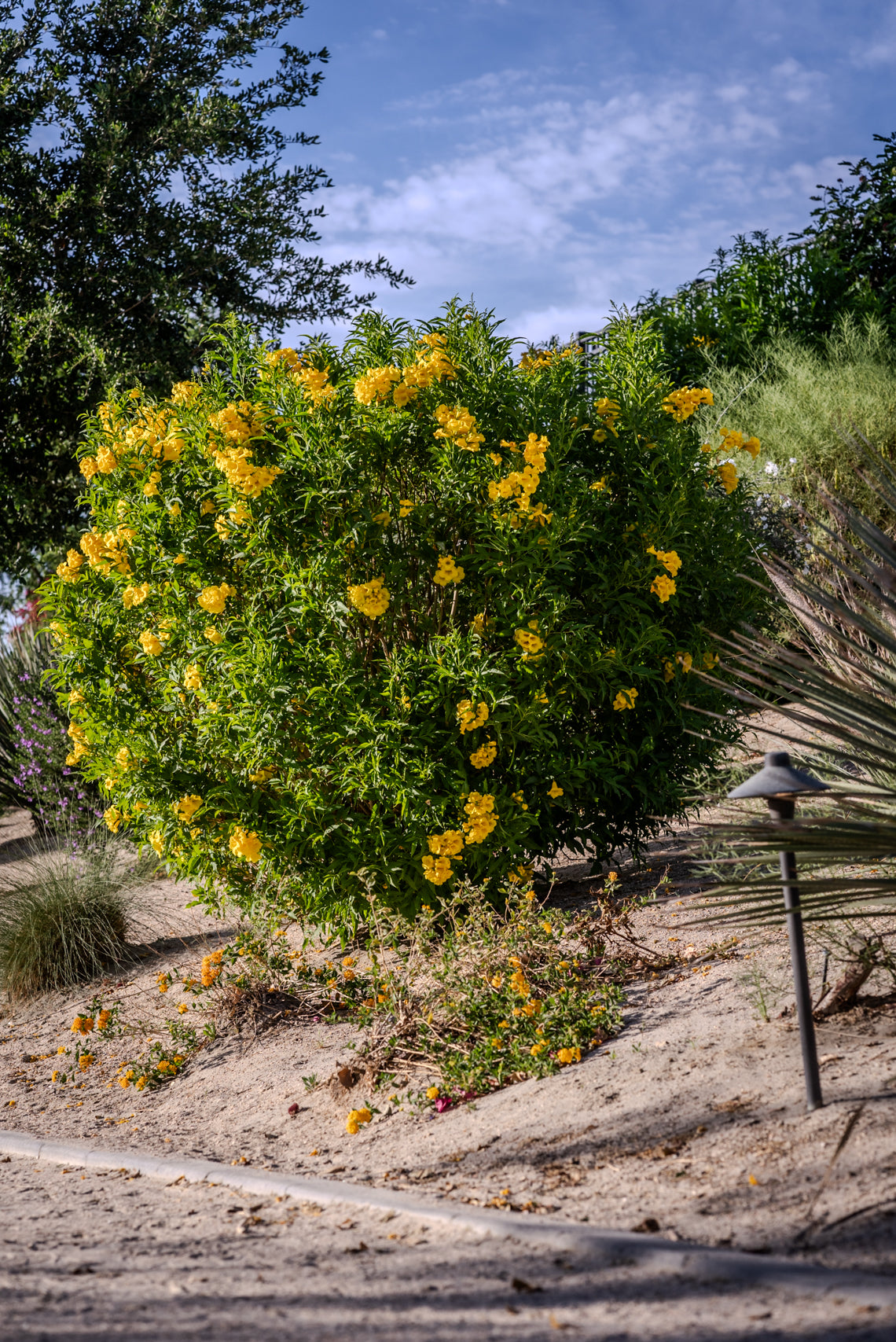 Tecoma stans (Yellow Bells)