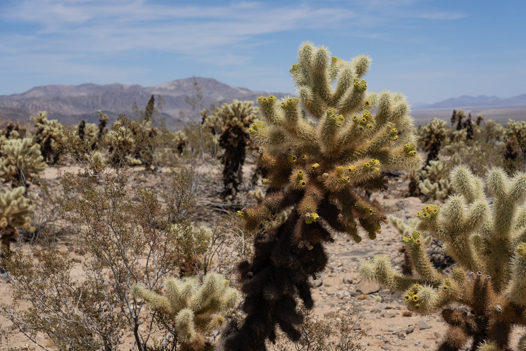 Teddy Bear Cholla 🧸