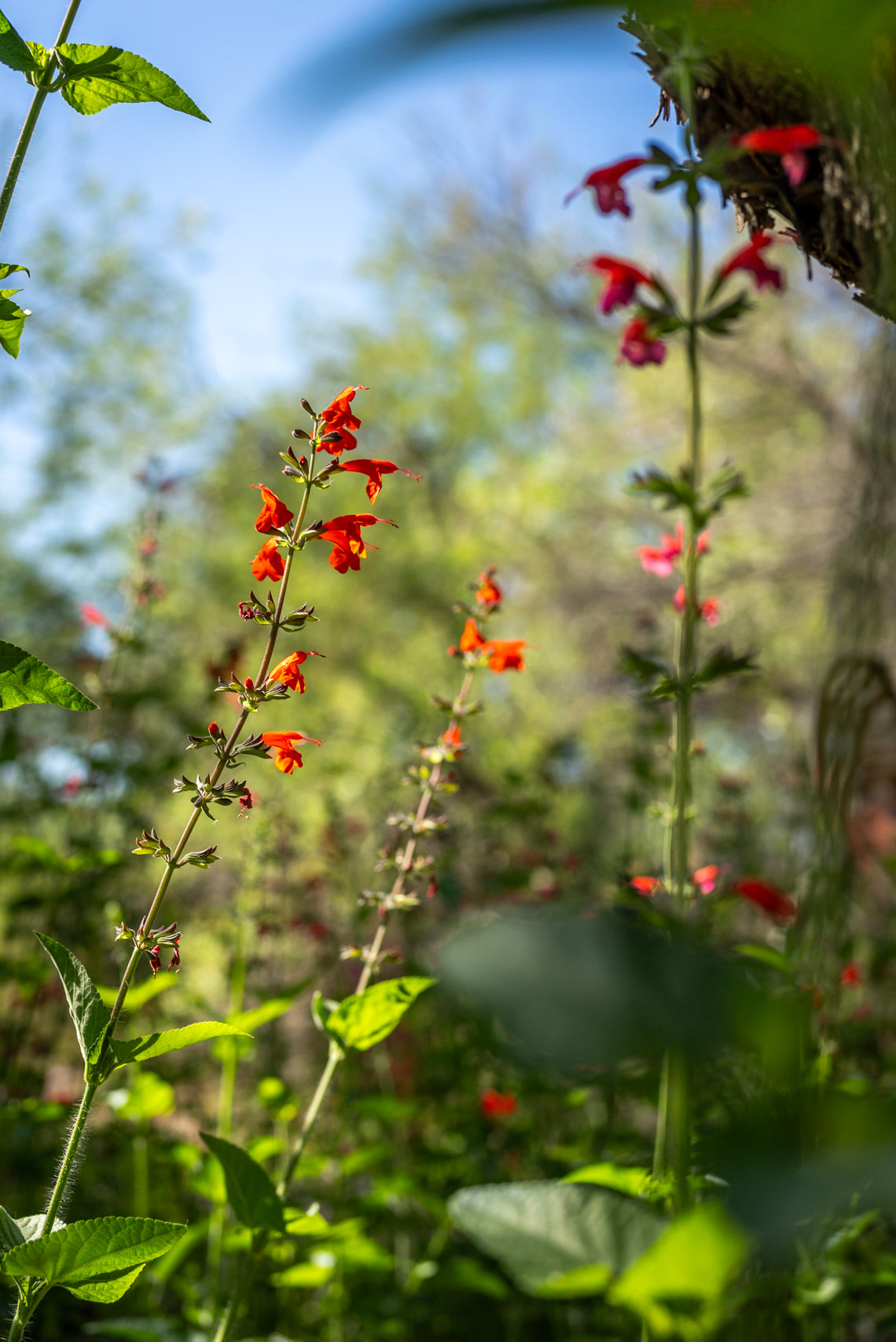 Salvia darcyi (Darcy’s Sage)