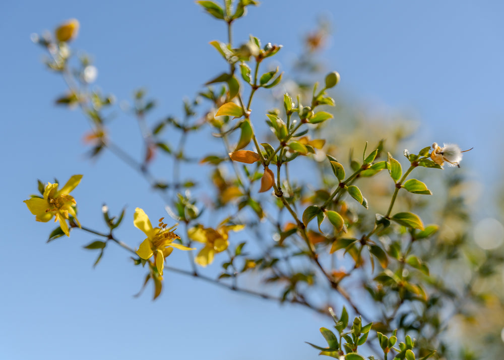 Creosote Bush