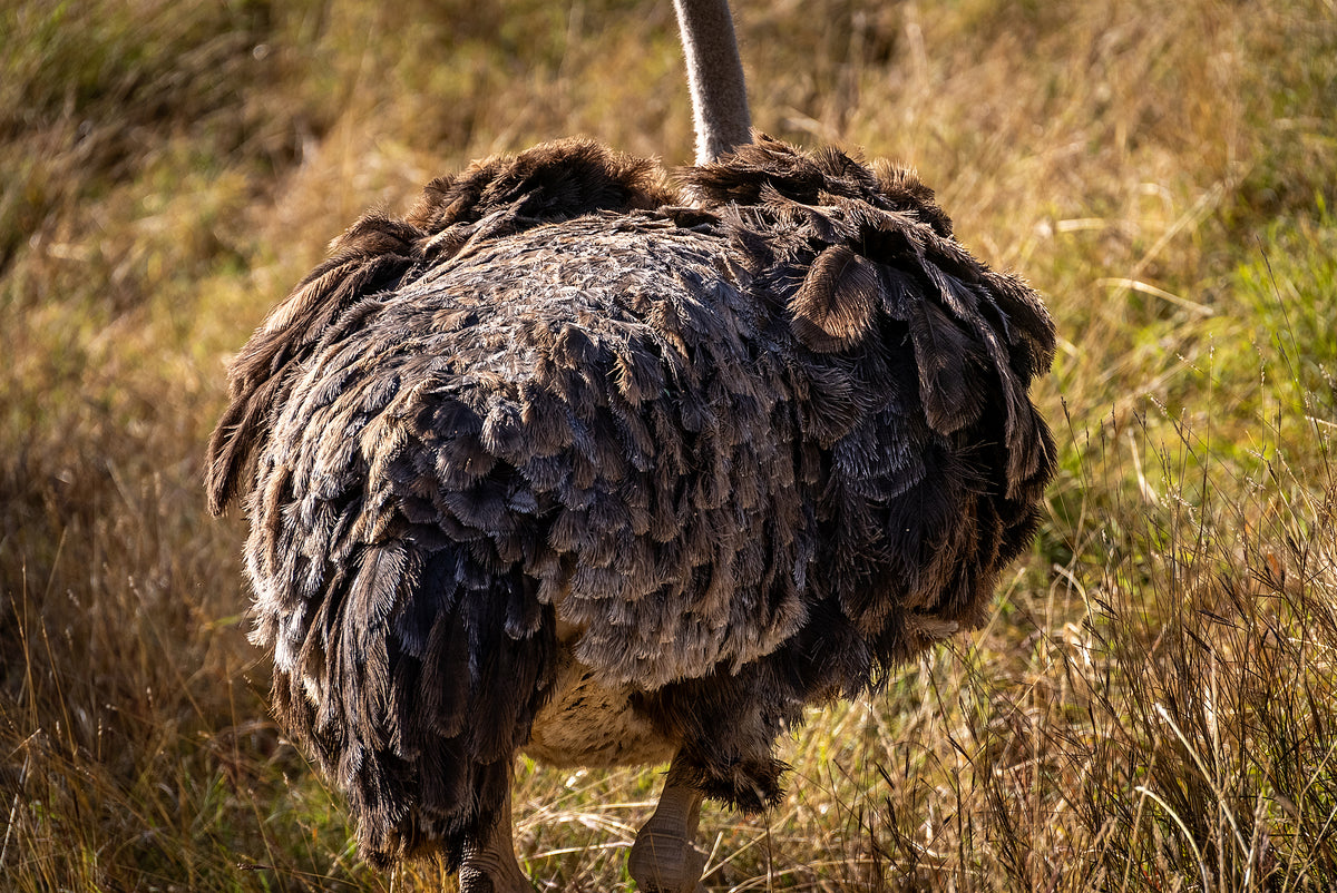 Ostriche