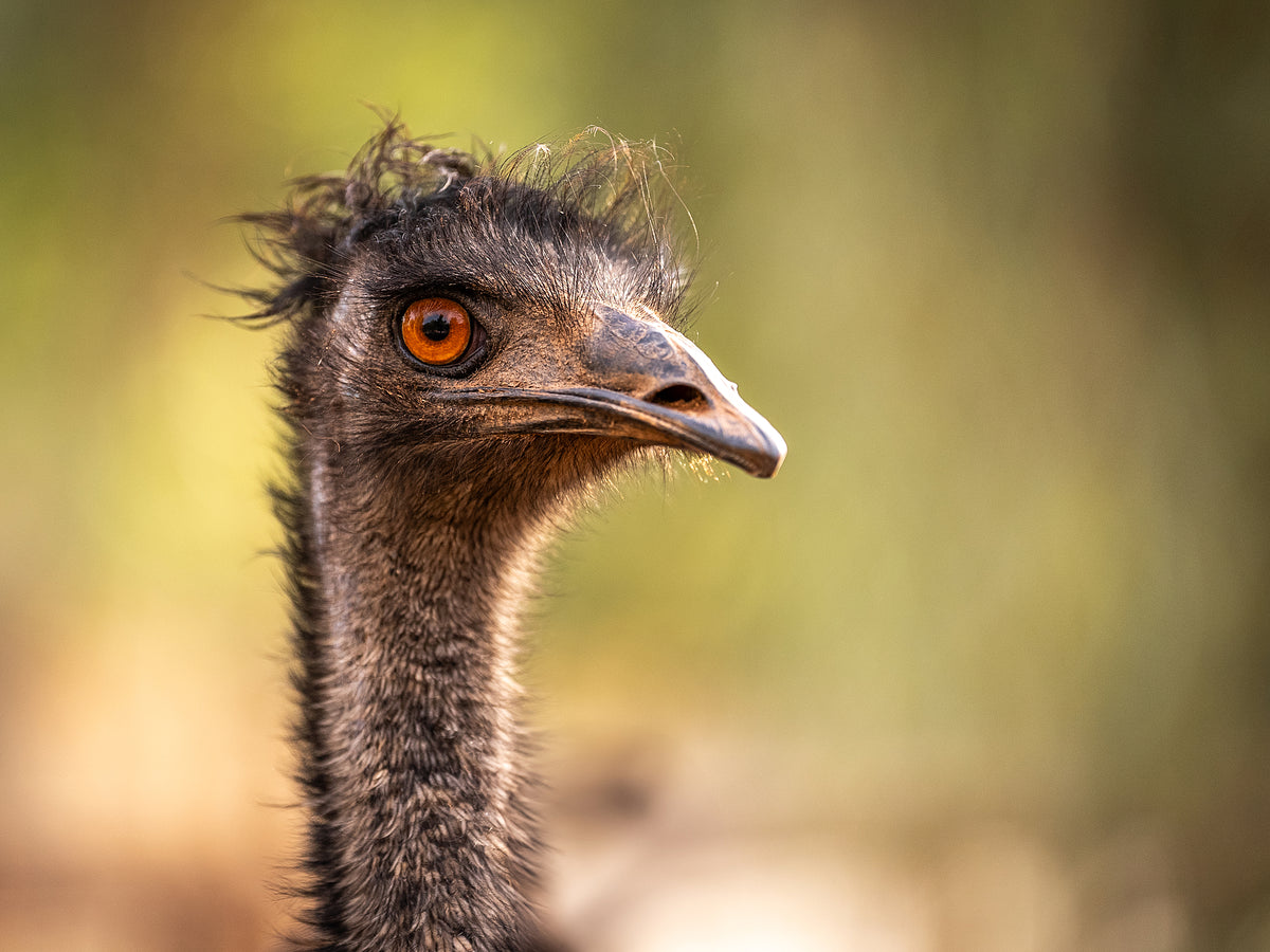 Emu