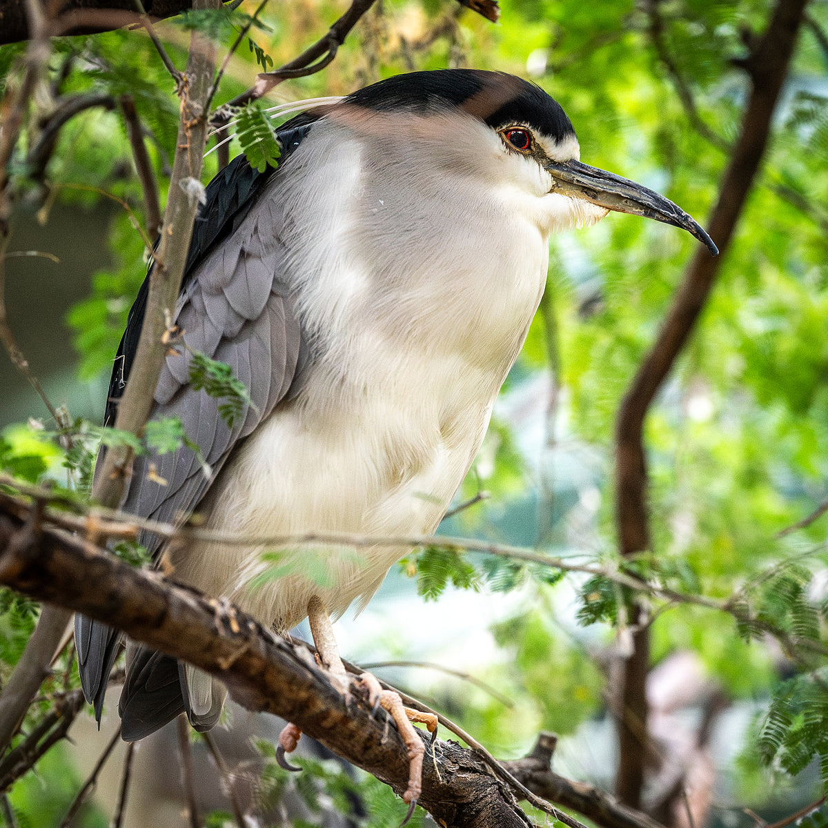 Black-crowned Night Heron