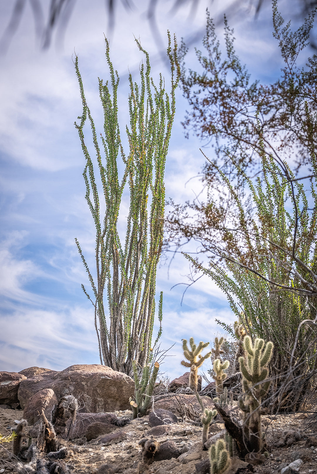 Ocotillo