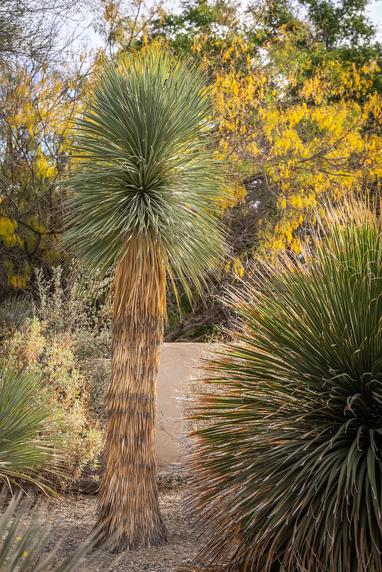 Yucca Rostrata