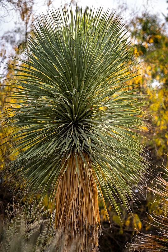 Yucca Rostrata